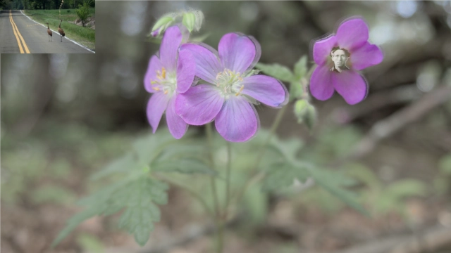 dust to where some flowers grow