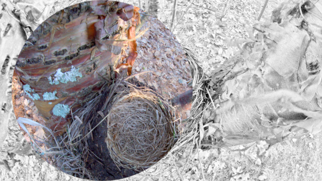 nest