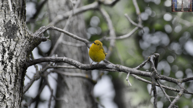 northern yellow warbler - John Brown