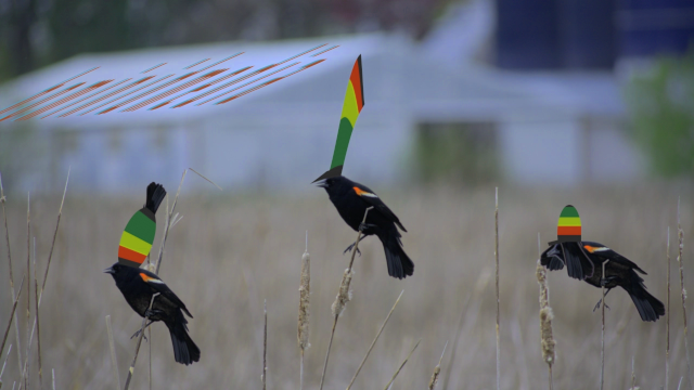 three birds