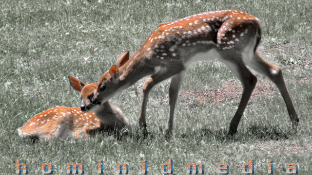 fawns