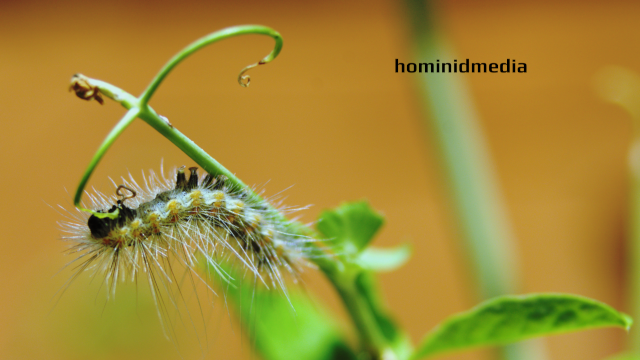 caterpillar